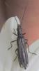 Oedemera pthysica